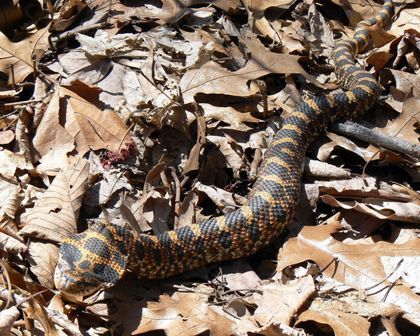 Eastern hognose snake, another master of mimicry